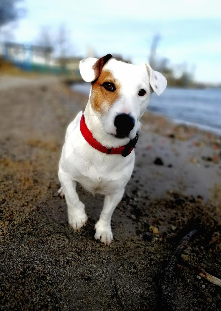 Max