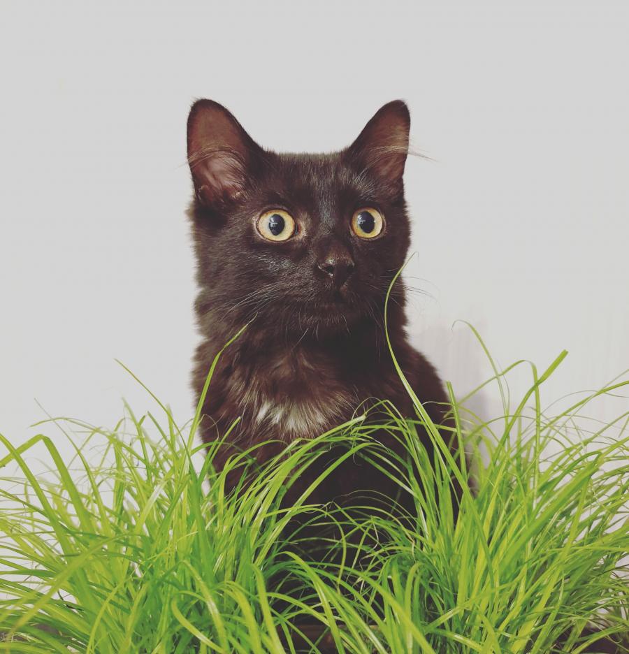 Kimchi
