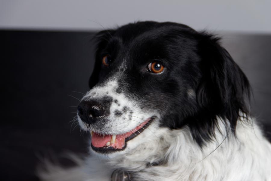Milka