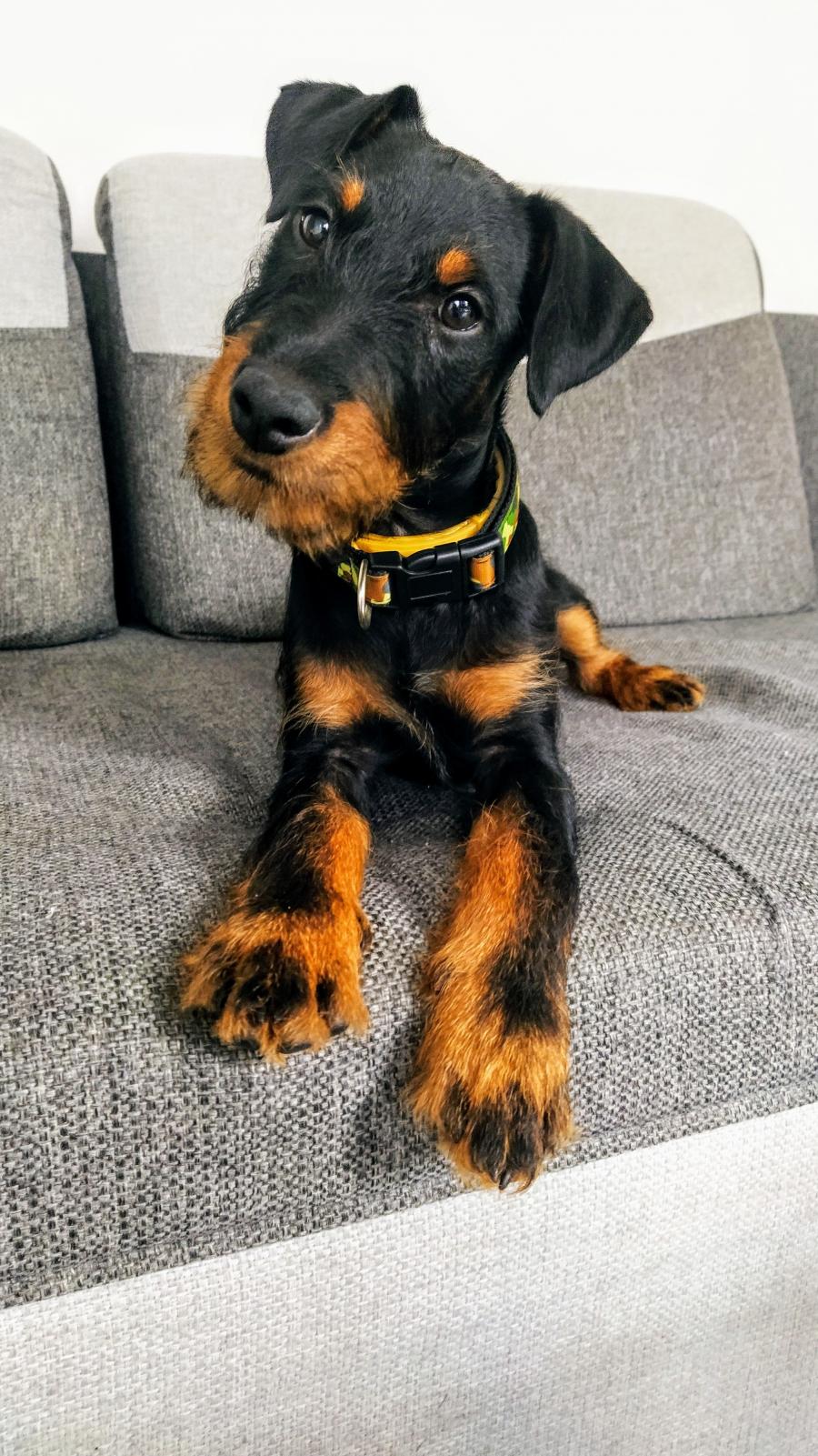 Diesel