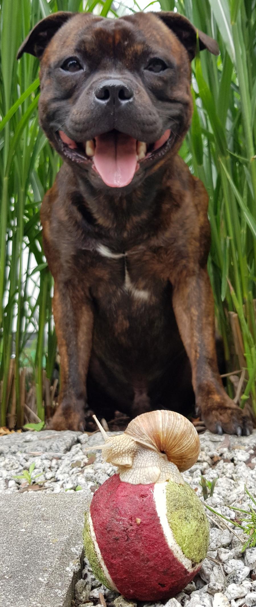 Benji