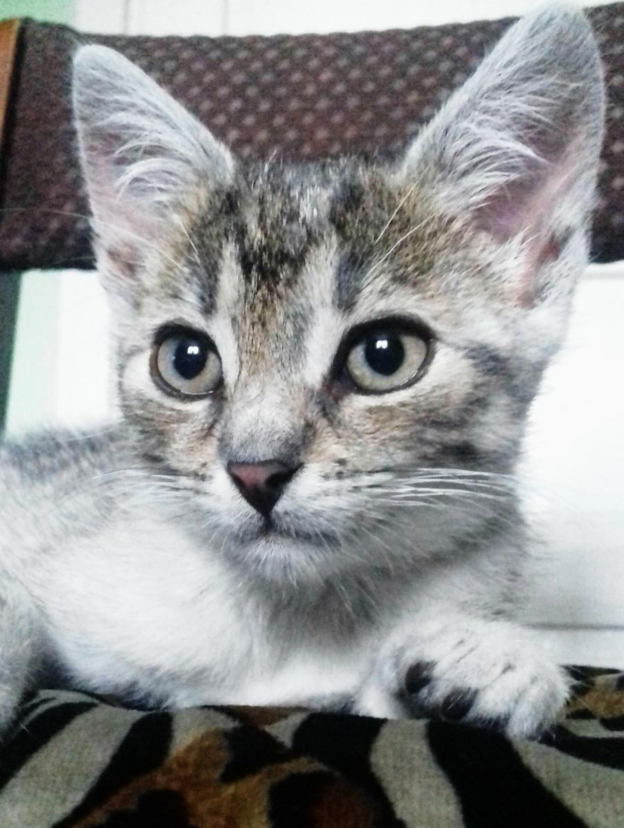Felix