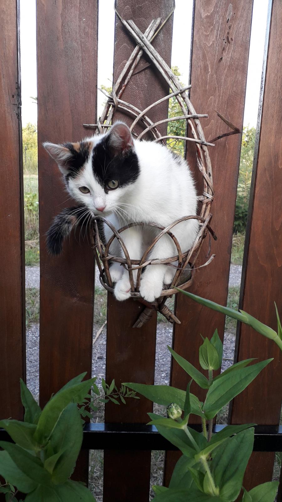 Inka
