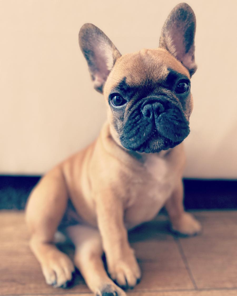 Lola