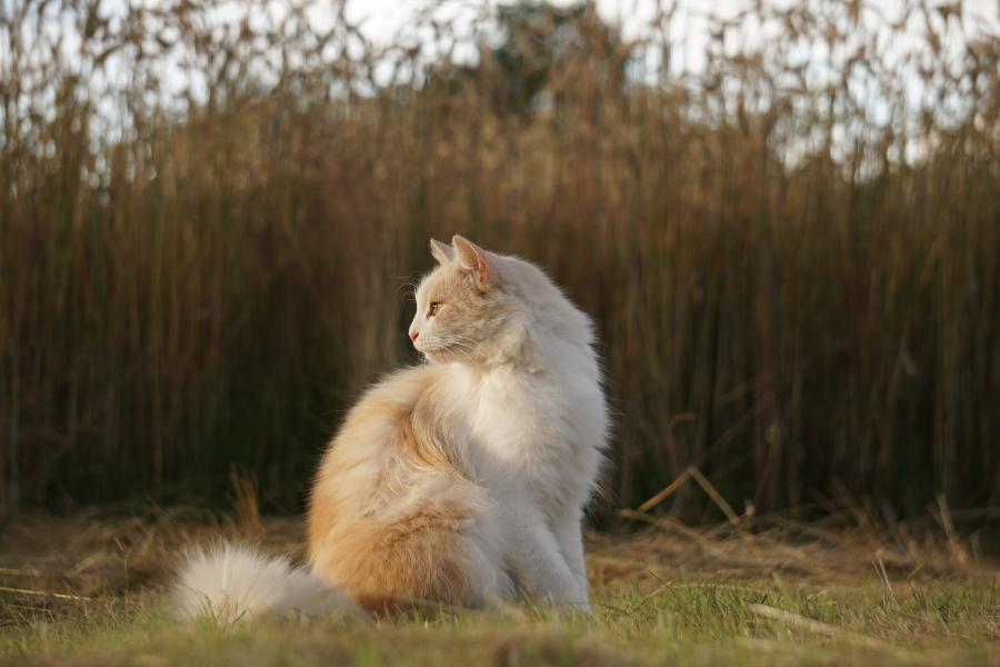 Miśka