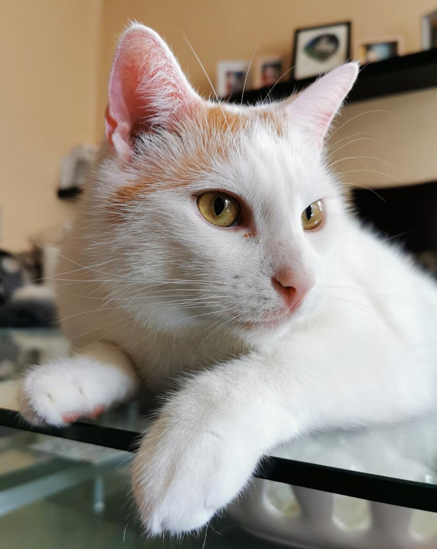 Feliks