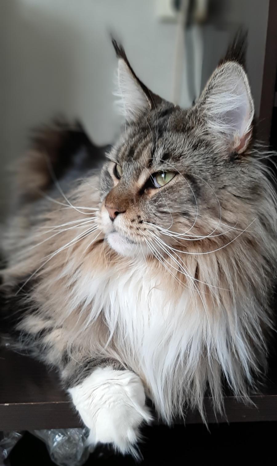 Lusia