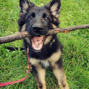 Ares