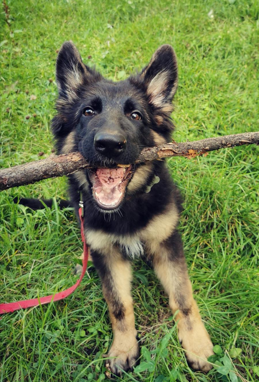 Ares