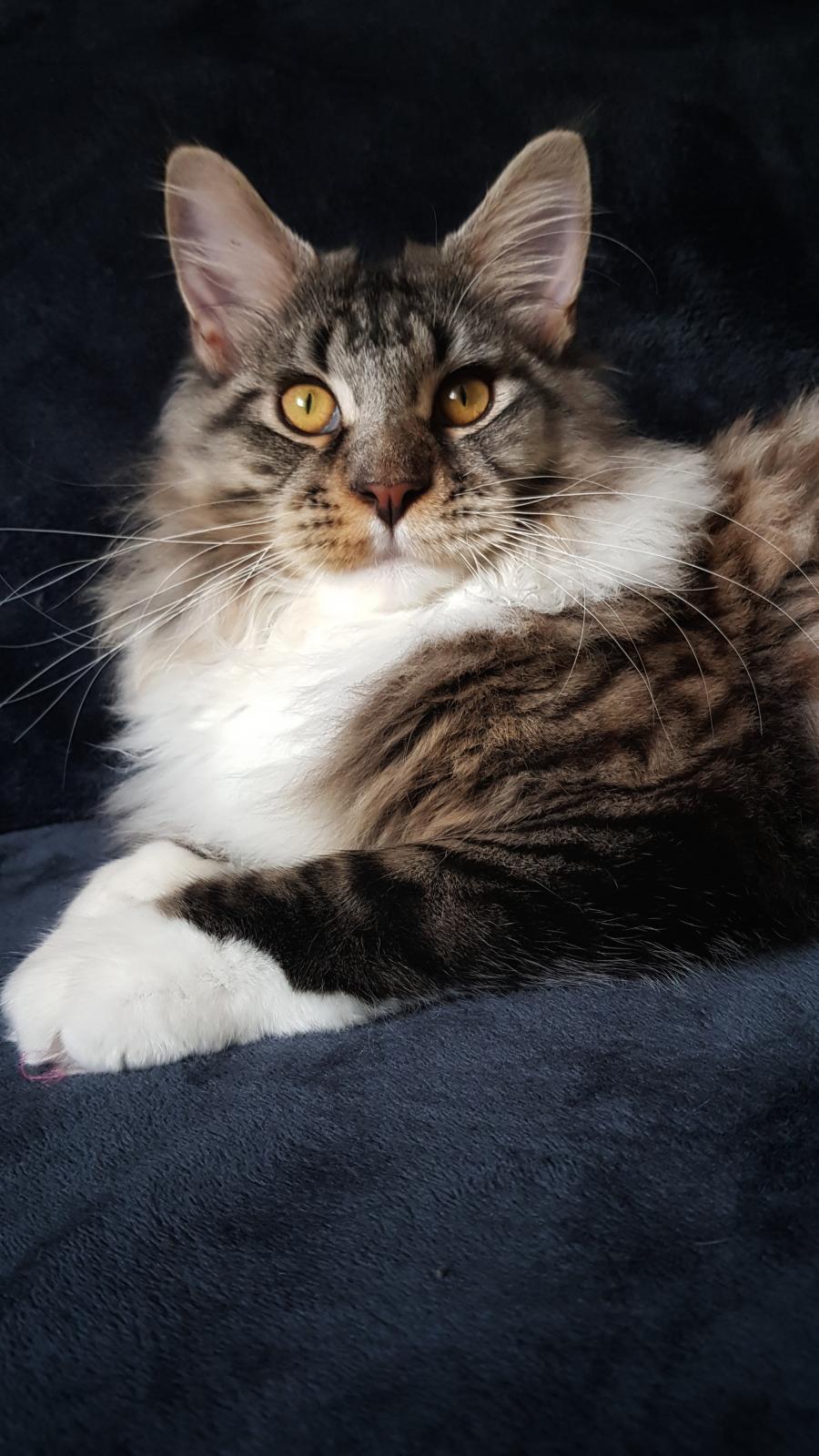 Nelson