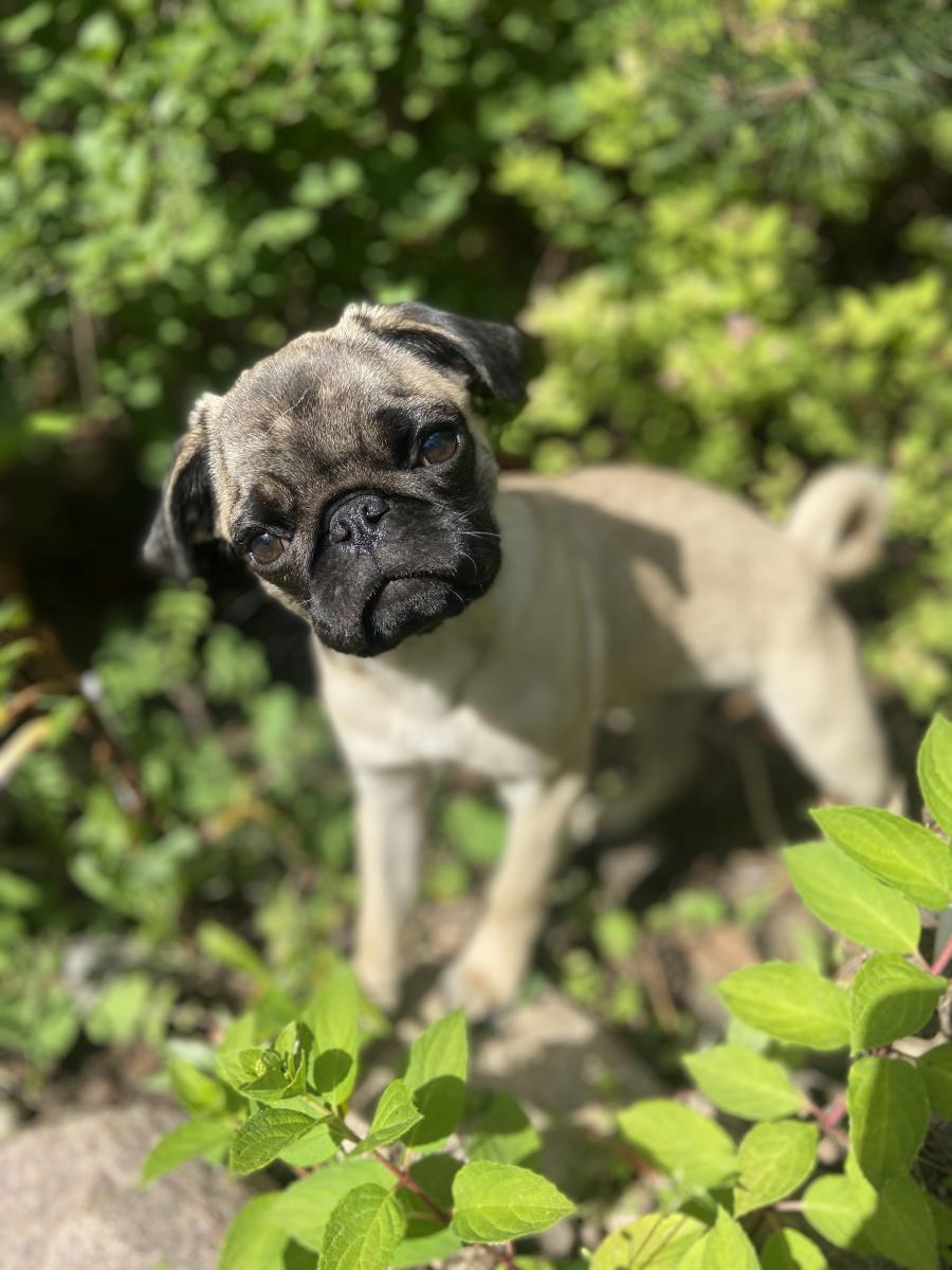 Fifi