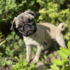 Fifi