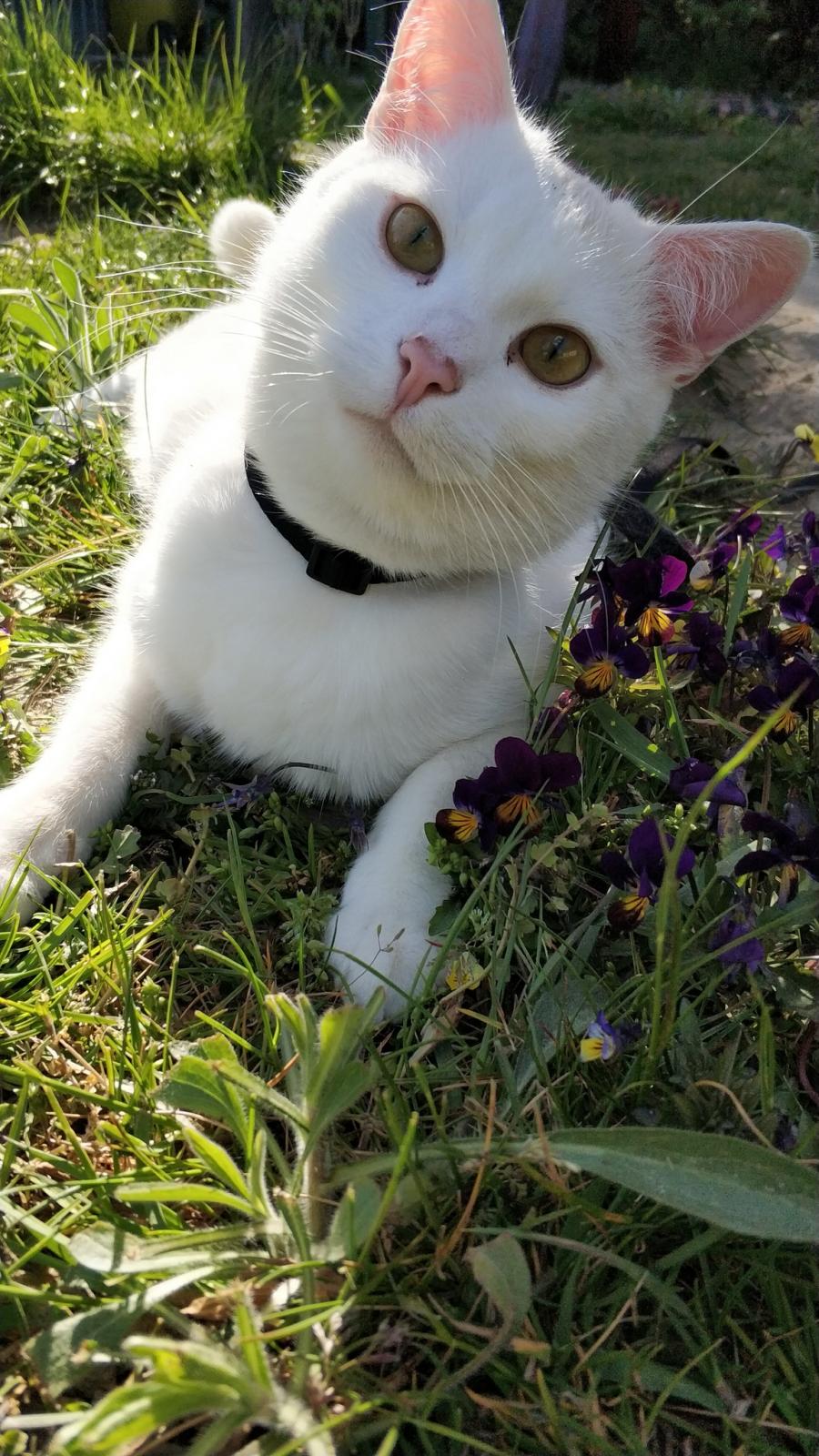 Albin