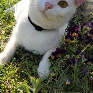 Albin