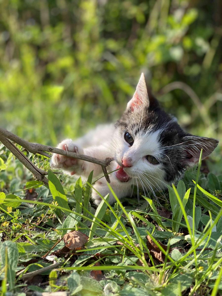 Teodor