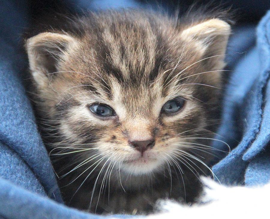 Lilka