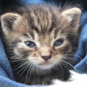 Lilka