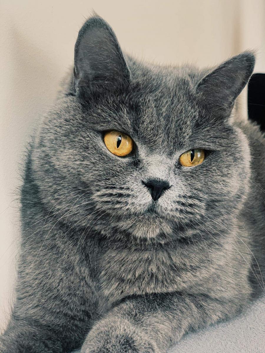 Maja