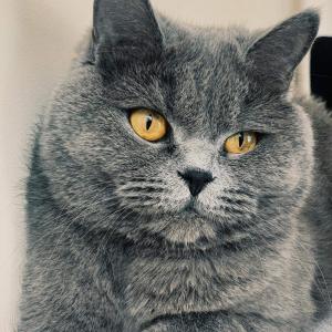 Maja