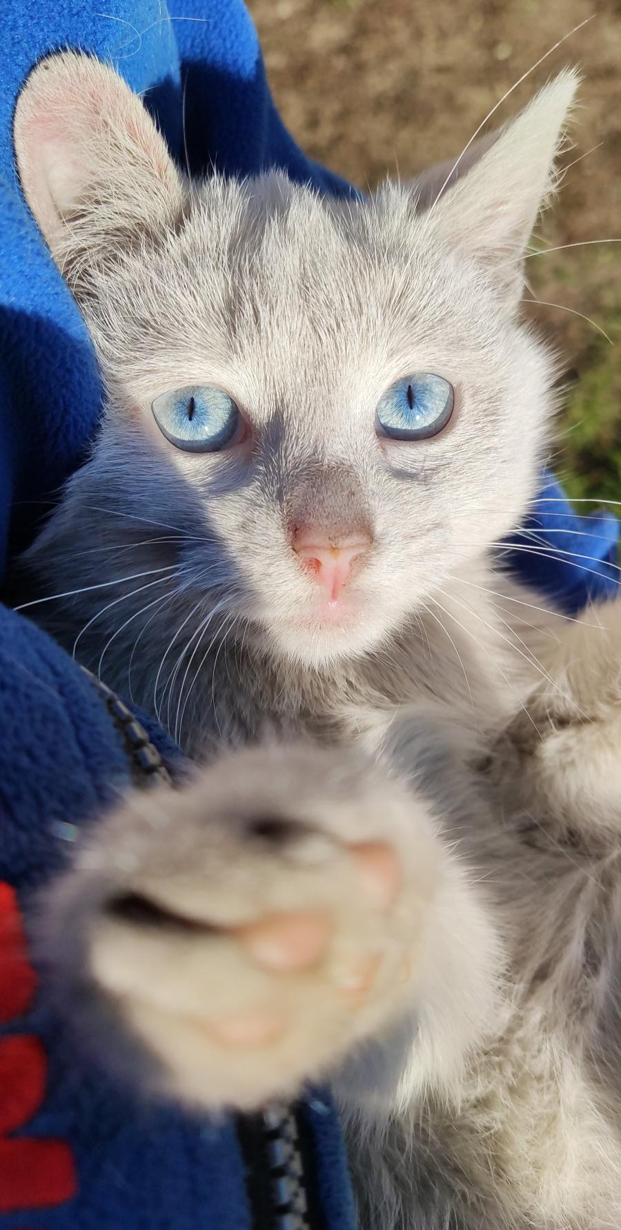 Kiti