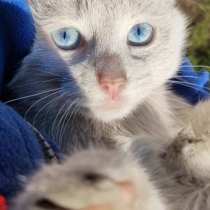 Kiti
