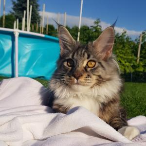 Nelson