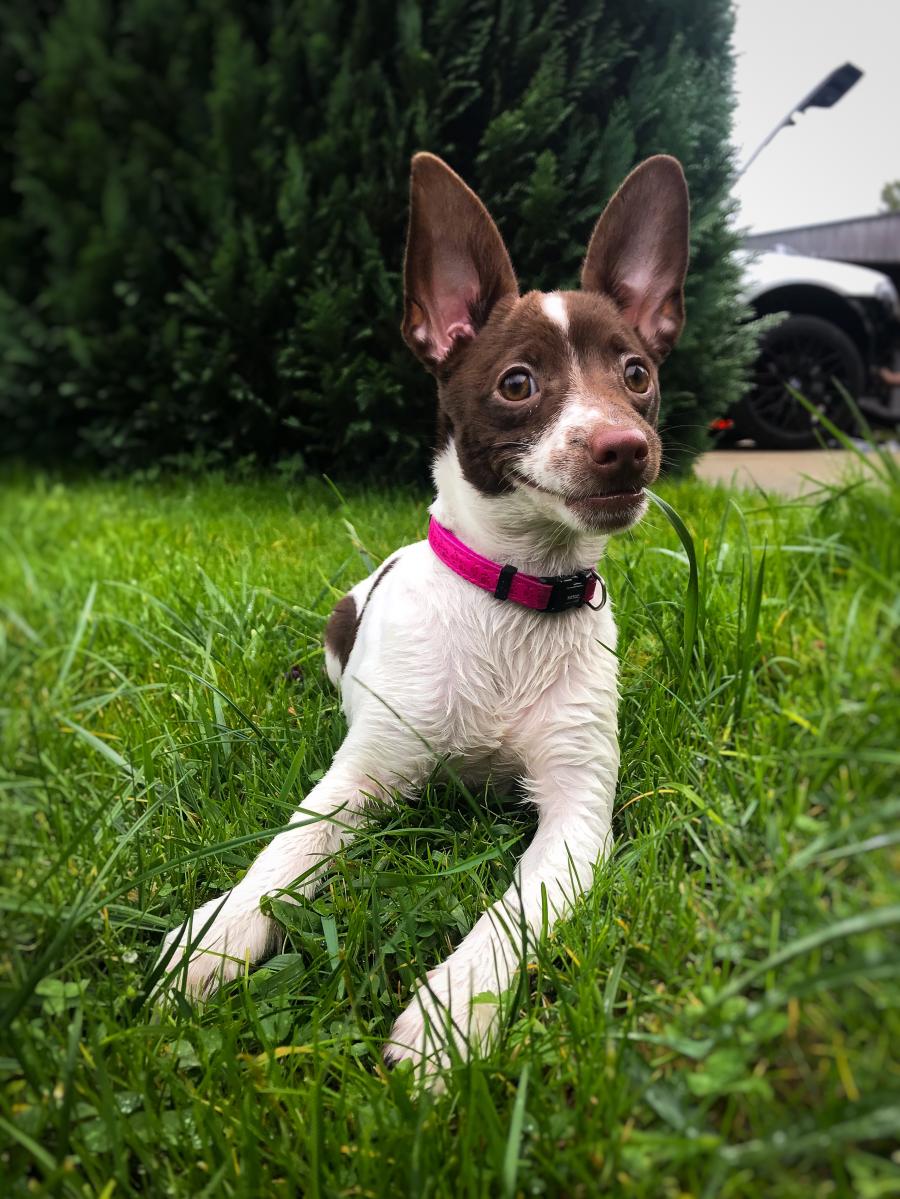 Daisy