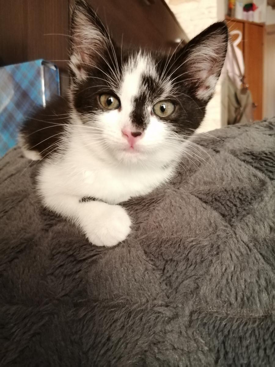 Inka