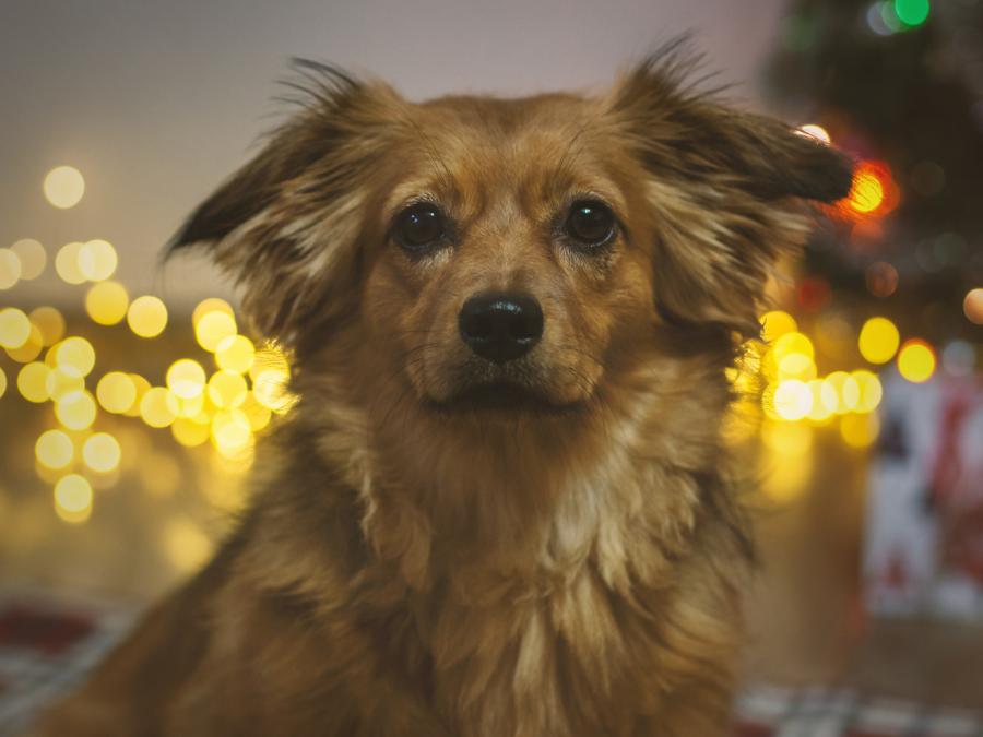 Coco