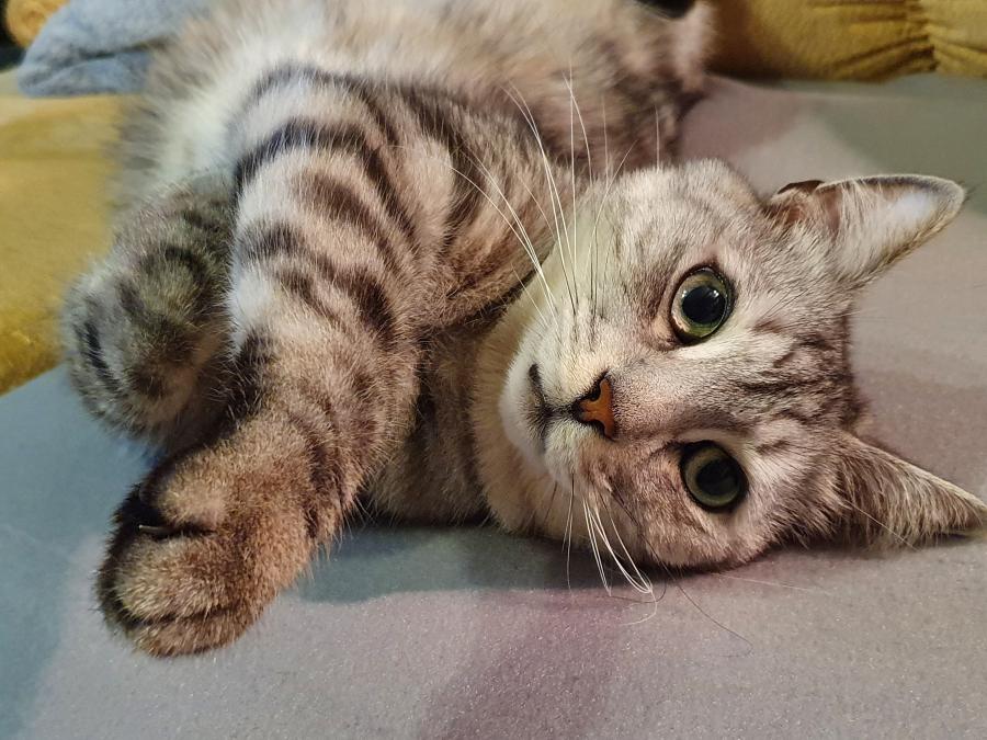 Rufus