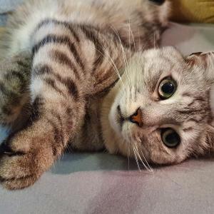 Rufus