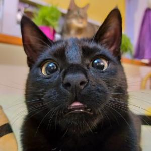 Kleo