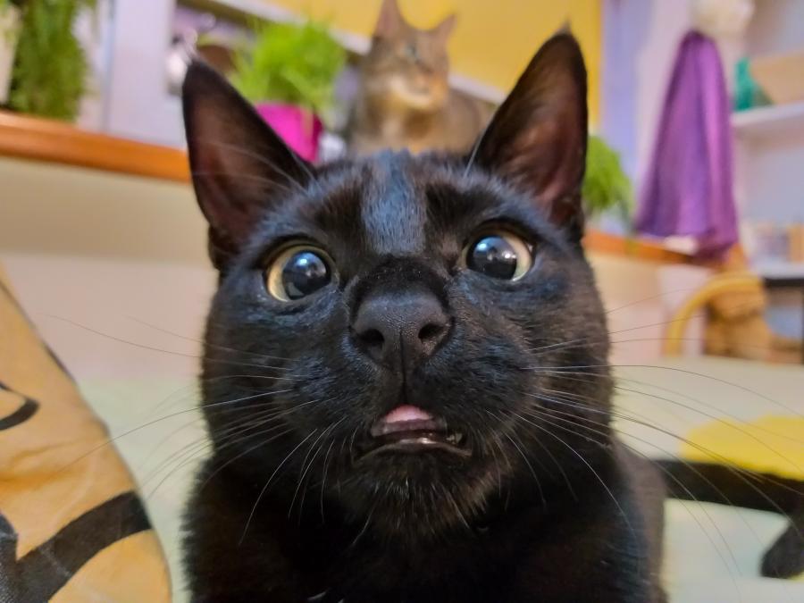 Kleo