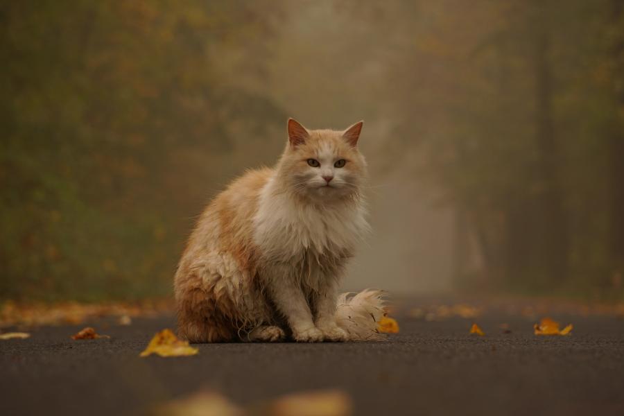 Miśka