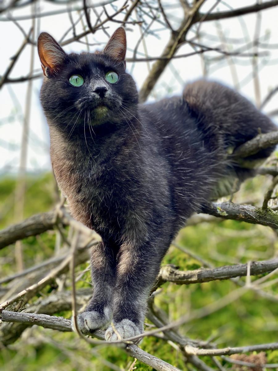 Freja