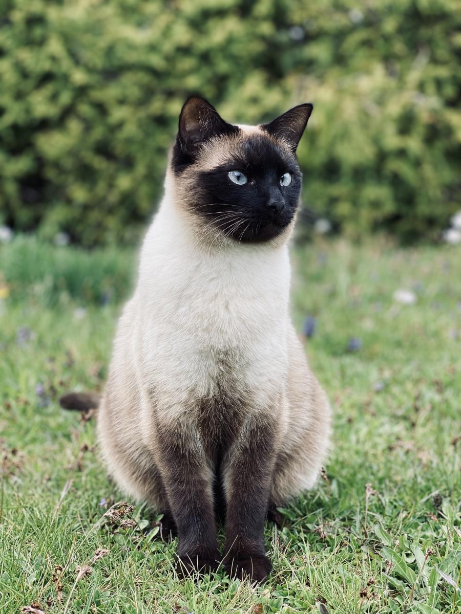 Zoja