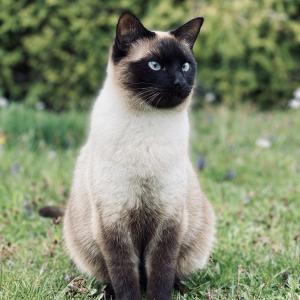 Zoja