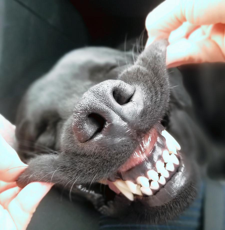 Nemo