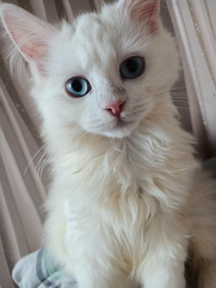 Loluś