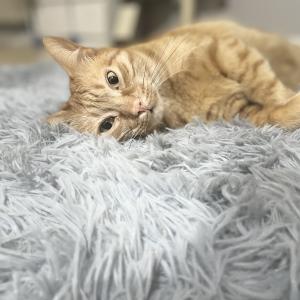 Dexter