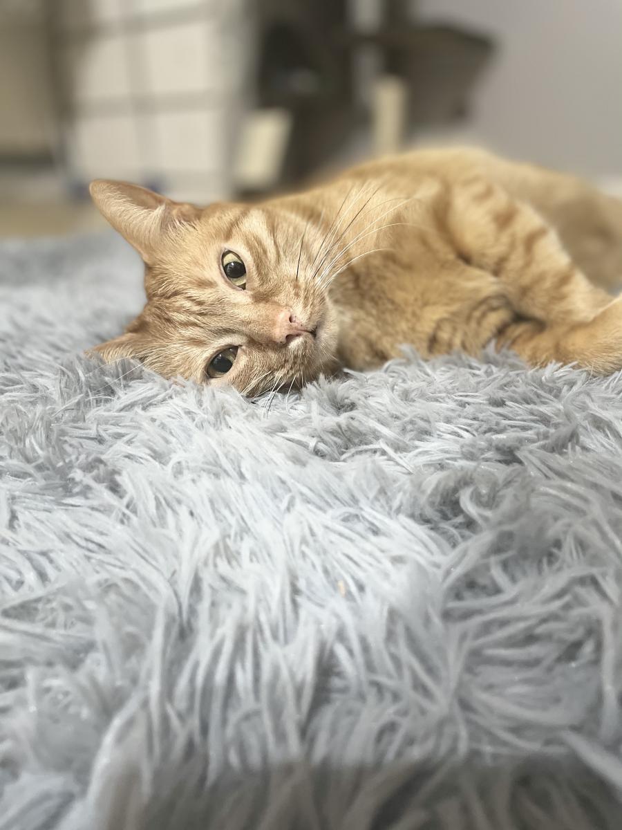 Dexter