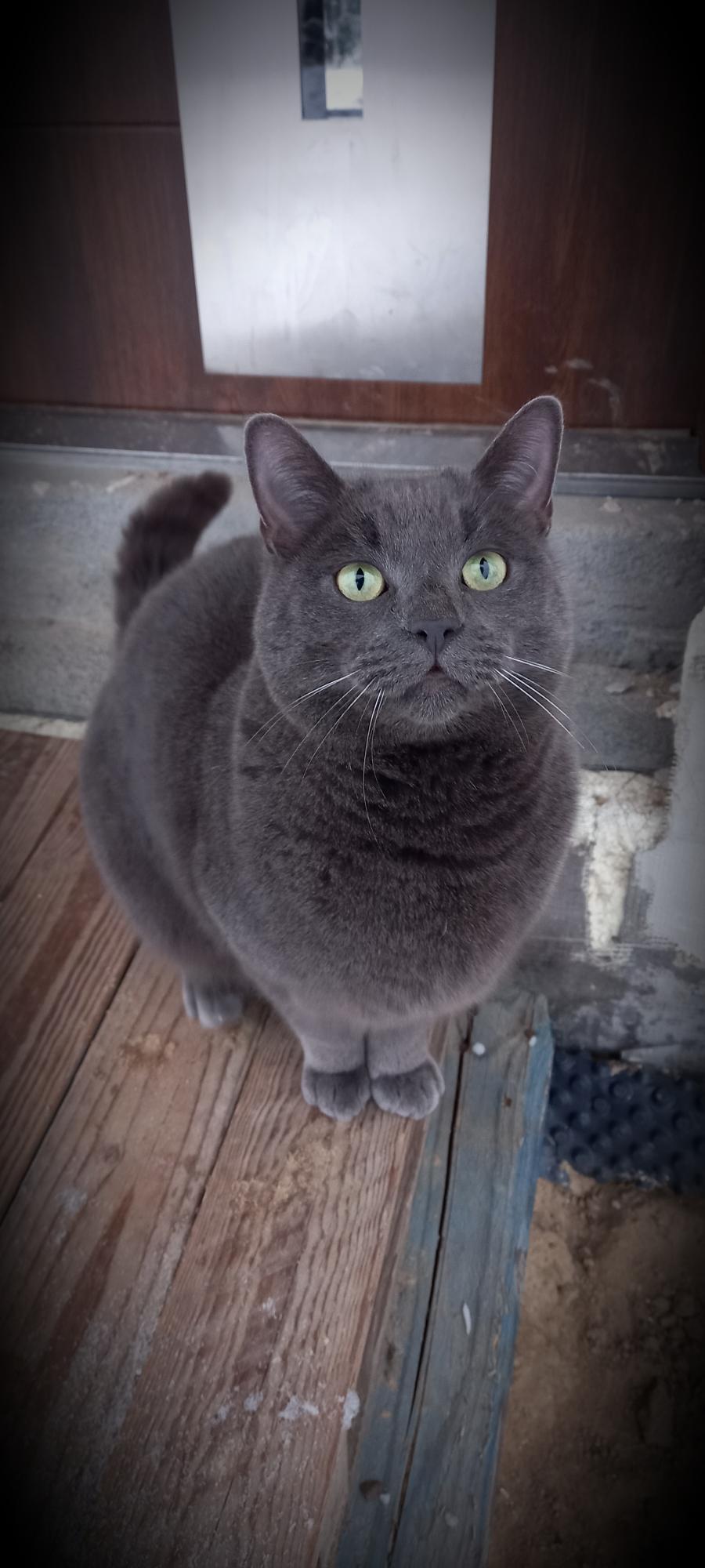 Gizmo