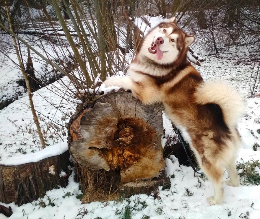 Loki