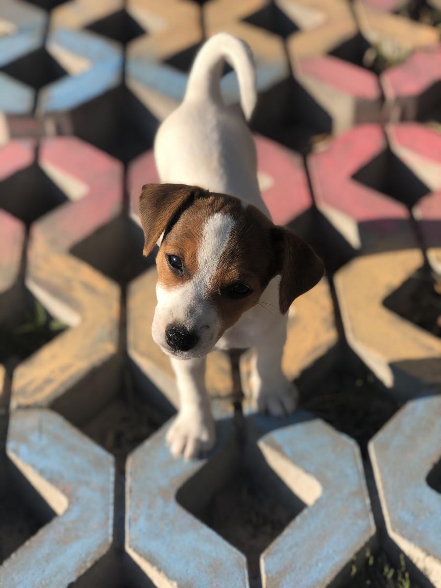 Lusi