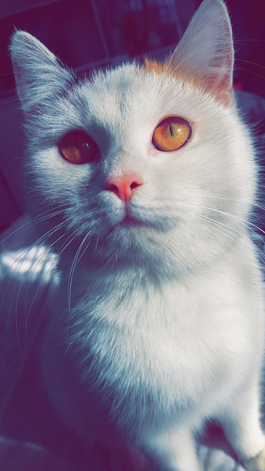 Bryza