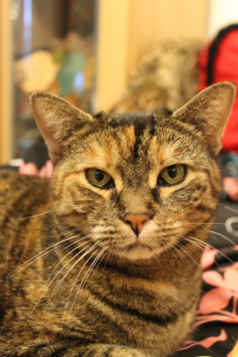 Mausi 