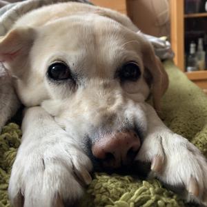 Suzi