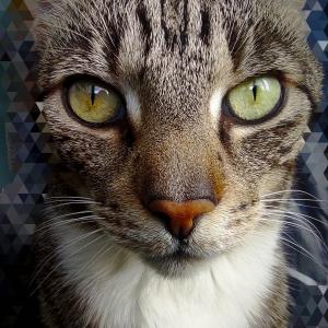 Diego