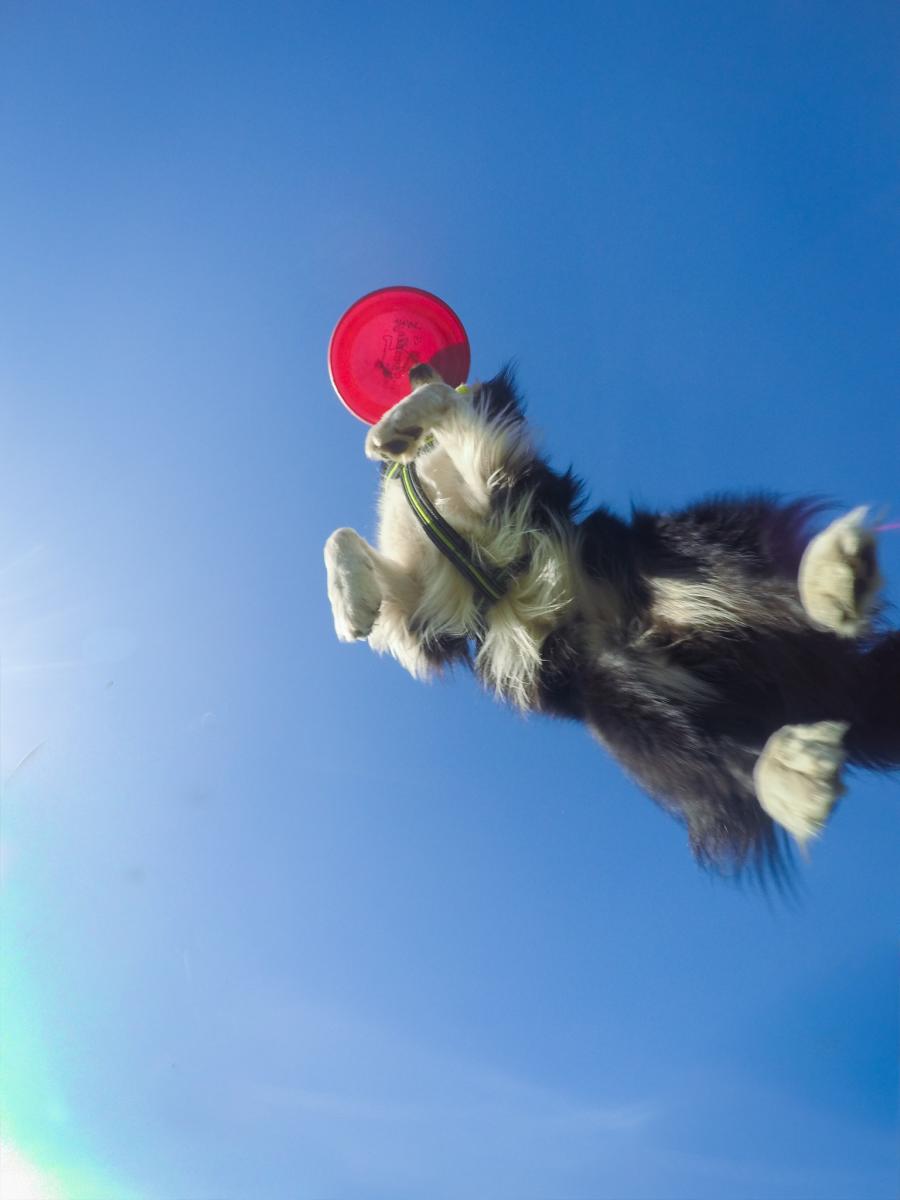 Yoshi 