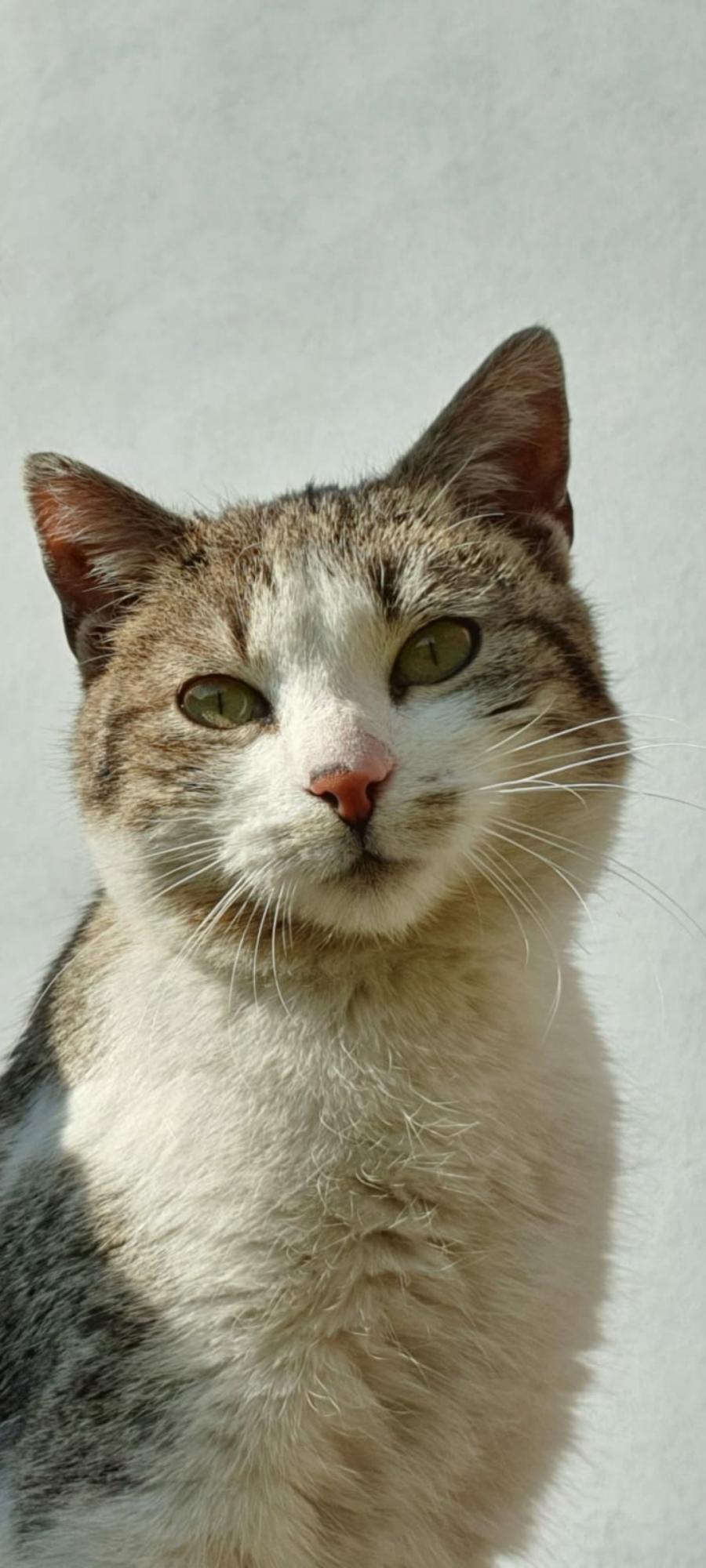 Feliks